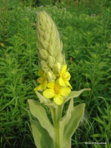 Common Mullein