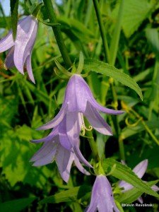 Creeping Bellflower