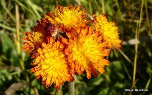 orange-hawkweed-devils-paintbrush
