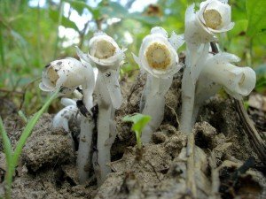 indian-pipe-wisconsin