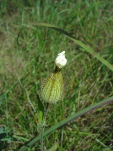 White Campion
